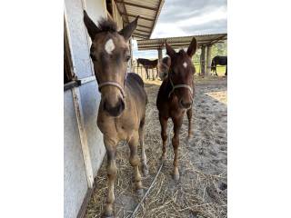 Koń odsadek ogier po AQH