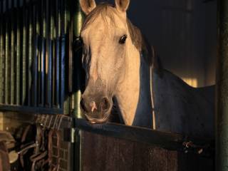 Piękna klacz skokowa - rodzeństwo na poziomie 150cm!