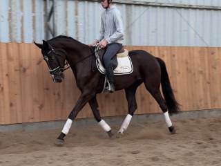 Ciemnokasztanowaty wałach