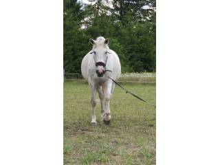 Źrebna klacz do hodowli