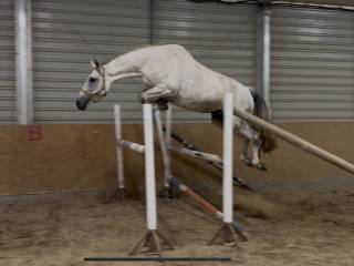 Piękna klacz skokowa - rodzeństwo na poziomie 150cm!