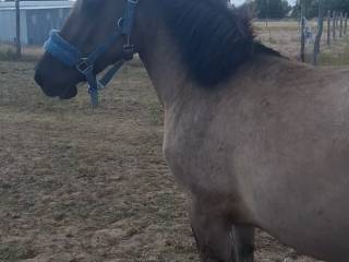 Sprzedam dwa półtorej roczne ogierki konika polskiego!