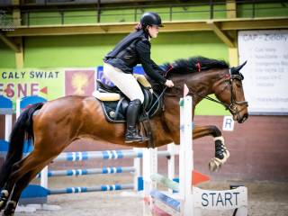 Sprzedam przepiękną 8-letnią klacz