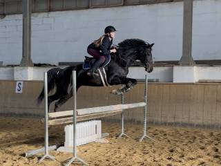 Klacz KWPN przyszłościowa