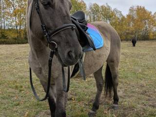 Konik polski klacz sprzedaż wymiana