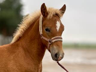 Hidalgo, tegoroczny ogierek