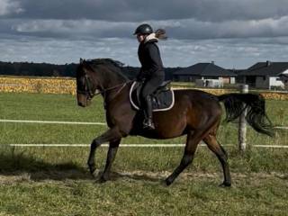 6-letni wałach małopolski