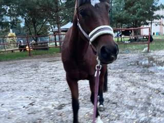 ???? Na sprzedaż: Nitro piękny, 5-letni wałaszek arabski zajeżdżony, gotowy do dalszej pracy ????
