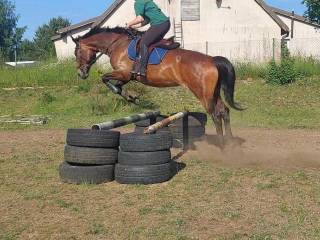 Klacz pogrubiana, lubi skakać