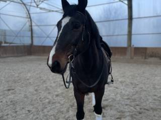 Wydzierżawię klacz