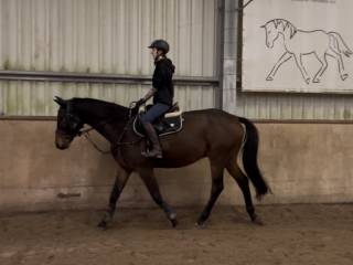 Urodziwy wałach po Hirtentanzie