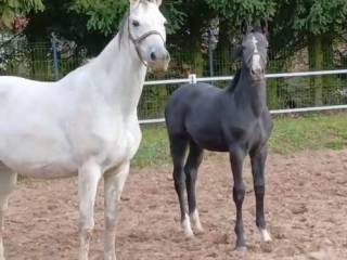 Przyszłościowy ogierek do sportu