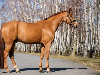 Sprzedam konia Top Time . Secret x Don Kennedy