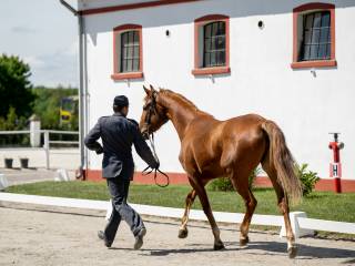 4- letnia klacz do sportu po ogierze Nevados S .