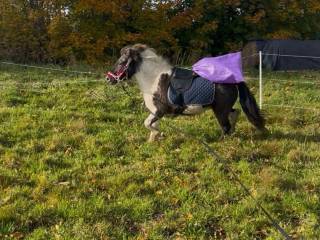 Klacz do hodowli lub rekreacji