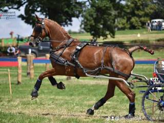 Doświadczona klacz do sportu zaprzegowego