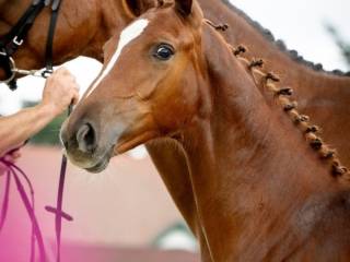 Klaczka odsadek 2025