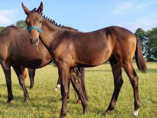 Ogierek/Odsadek Iran N