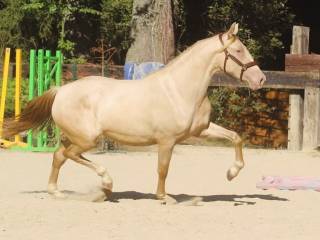 Wyjątkowa złota klacz . Unikalna. W polsce