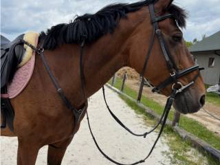 Klacz profesor idealna na wprowadzenie