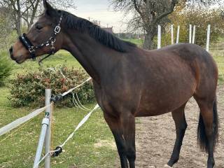 Piękna 2,5- latka na sprzedaż