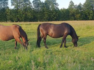 klacz huculska Algieria