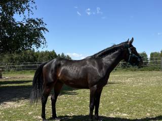 Wałach wielkopolski w styczniu 3 lata