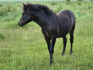 klaczka huculska Artemida