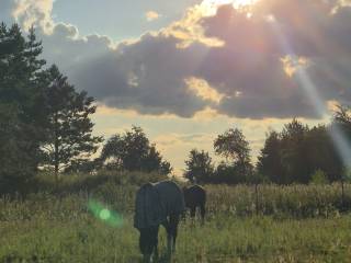 Przydomowa stajnia Dakota-rodzinna atmosfera  i profesjonalna opieka