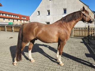 Piękny malowany wałach PILNA SPRZEDAŻ