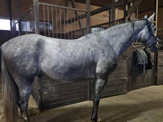 Siwy wałach do kochania