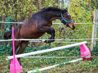 Przyszłościowy ogierek po Corassone hol