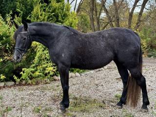 Klacz po COMME L'ETOILE