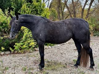 Klacz po COMME L'ETOILE