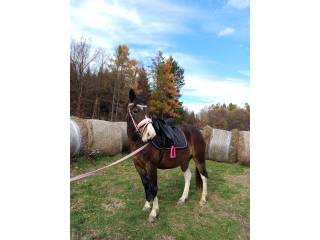 Klacz Huculska programowa i pod siodło