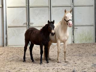 Klacz Cremello Connemara