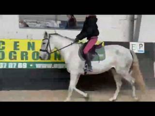 Klacz do rekreacji PRE