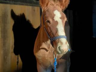 Sprzedam spokojnego ogierka pkz