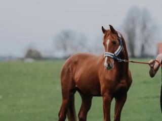 Na sprzedaż – wałach, rocznik 2022 | Polski Koń Sportowy
