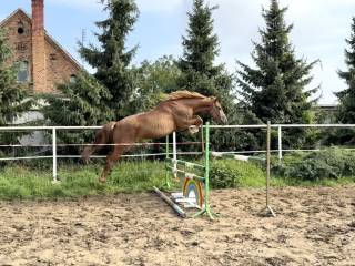 3,5 letnia klacz do sportu