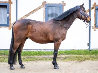 9 letni bomboodporny walach