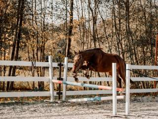 3,5letni wałach - spokojna głowa, rewelacyjny charakter