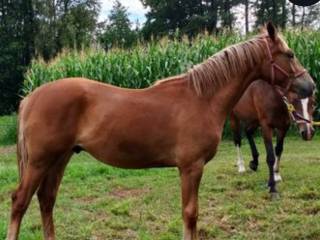 Śliczny przyszłościowy ogierek