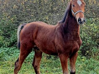 Ogierek 2025 | Vincento des Forets (Calvaro Z) x Klasyk (Elmero/Ramiro Z)