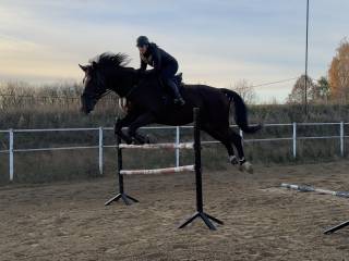 Duży, bezpieczny wałach idealny na pierwszego konia