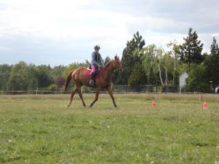 Sprzedam klacz folblut