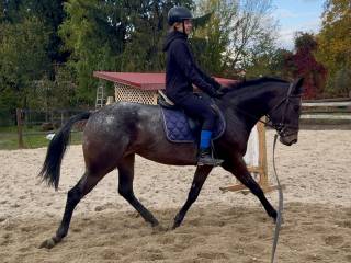 3,5 letnia tarantowata klacz małopolska, czyste RTG, świetny ruch