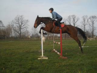 Klacz hodowlana, żrebna synem Kiliman Sitte