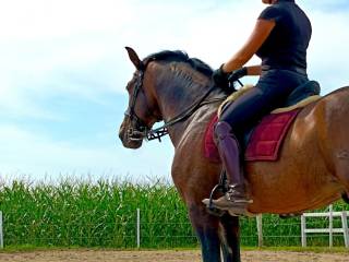 Wałach- 9 lat - 168 - ujeżdżenie,  working equitation,  tereny