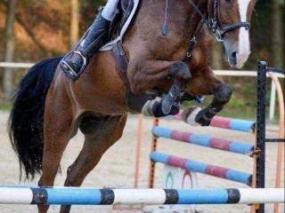 Koń profesor do sportu i rekreacji.